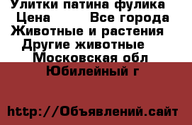 Улитки патина фулика › Цена ­ 10 - Все города Животные и растения » Другие животные   . Московская обл.,Юбилейный г.